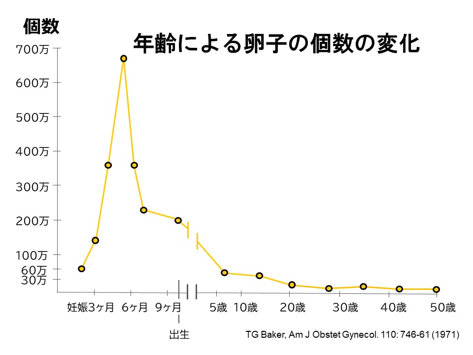 年齢による卵子の個数の変化