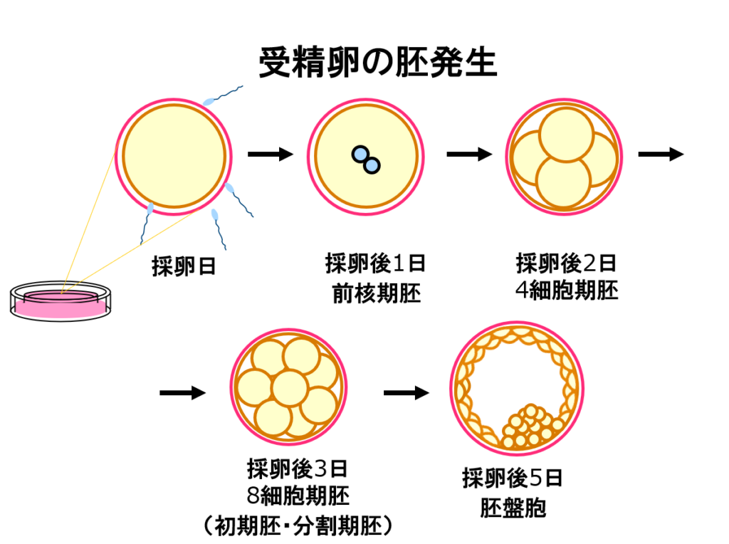 不妊治療｜梅ヶ丘産婦人科 3095