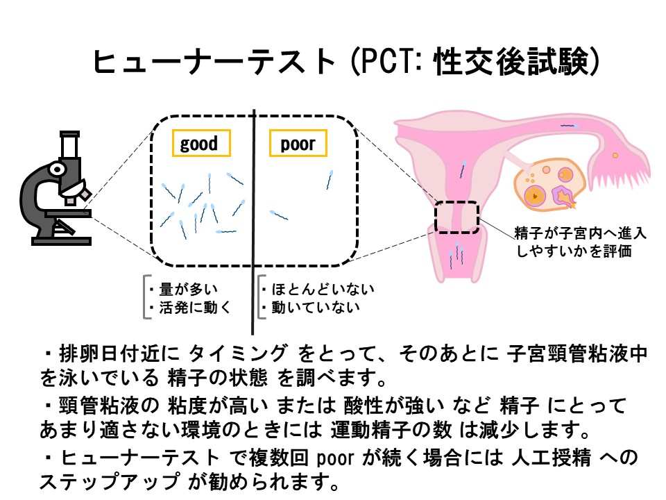 ヒューナーテスト
