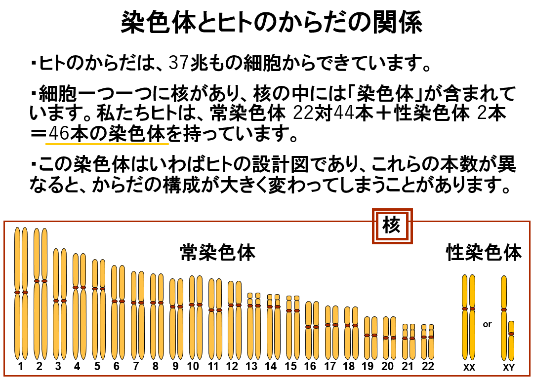 着床前遺伝学的検査（PGT-A /PGT-SR）